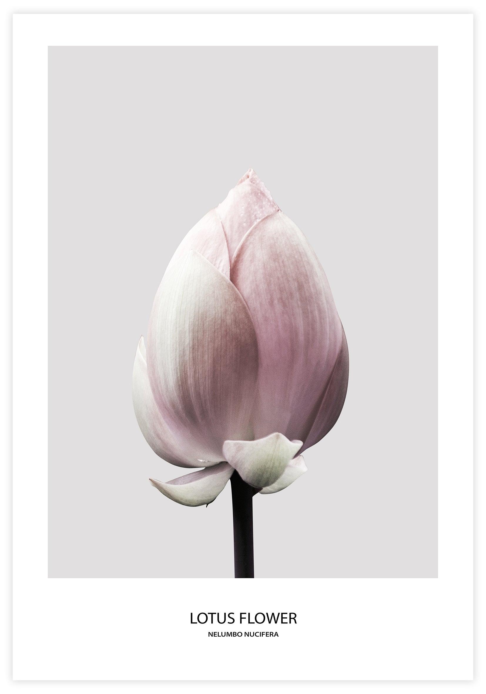 Lotus Flower Poster