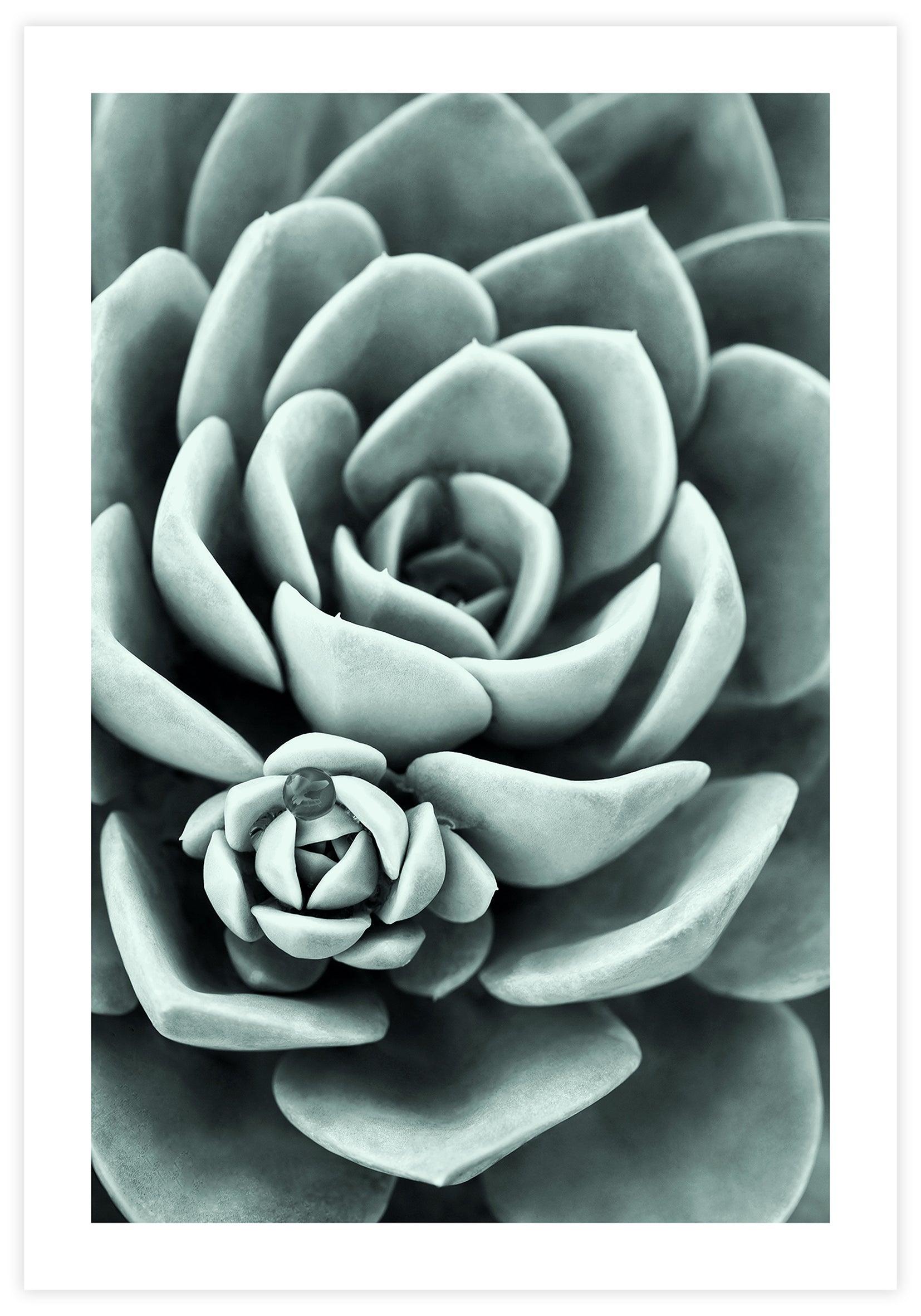 Mint Green Succulent Poster