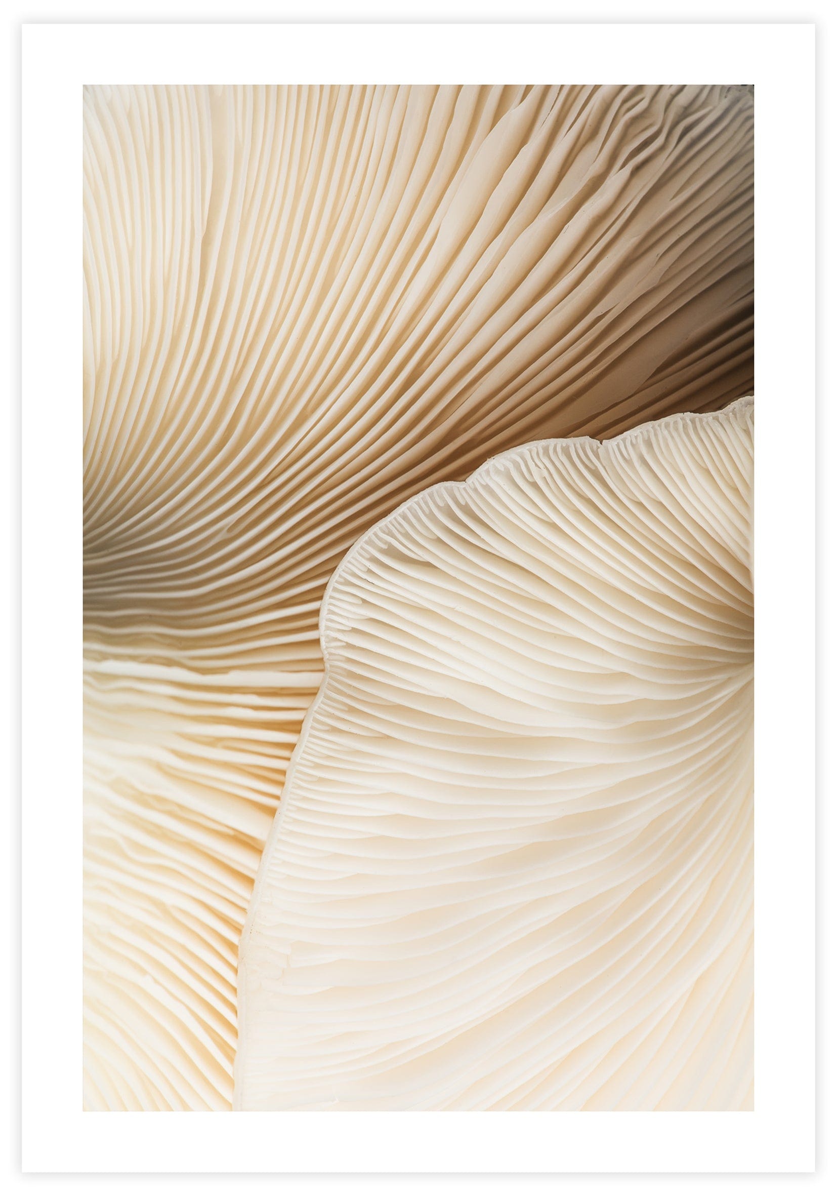 Closeup Mushroom no2 Poster