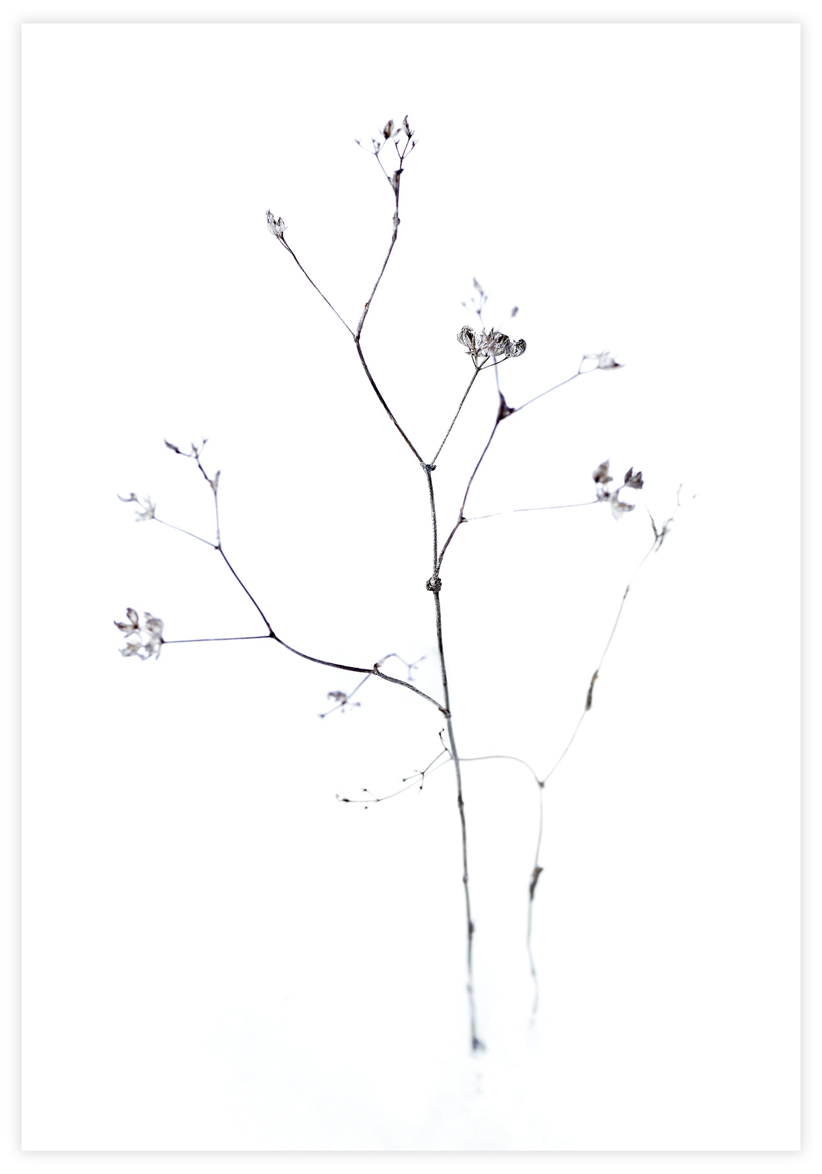 Fragile Flower Poster - KAMAN