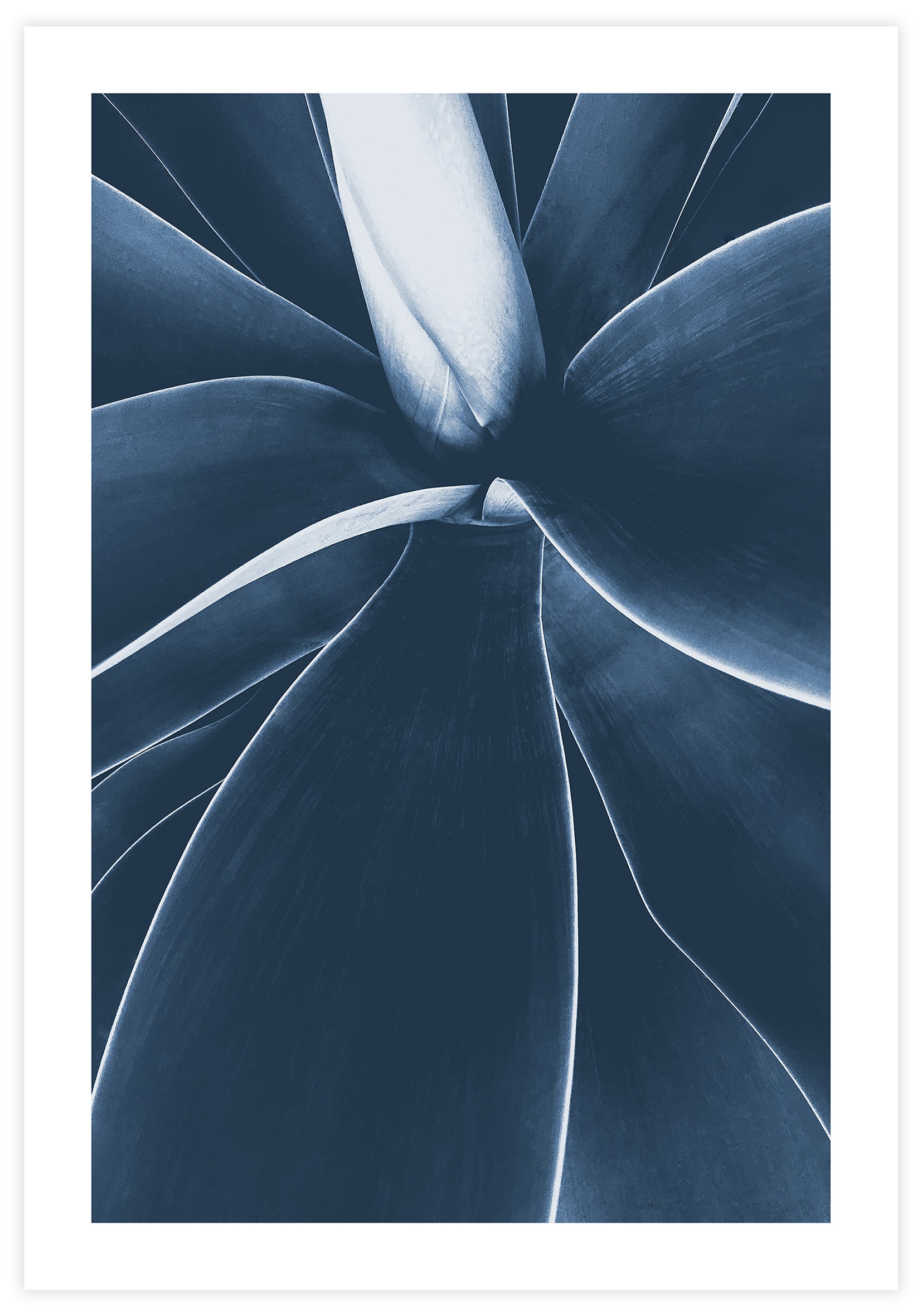 Blue Succulent no2 Poster - KAMAN