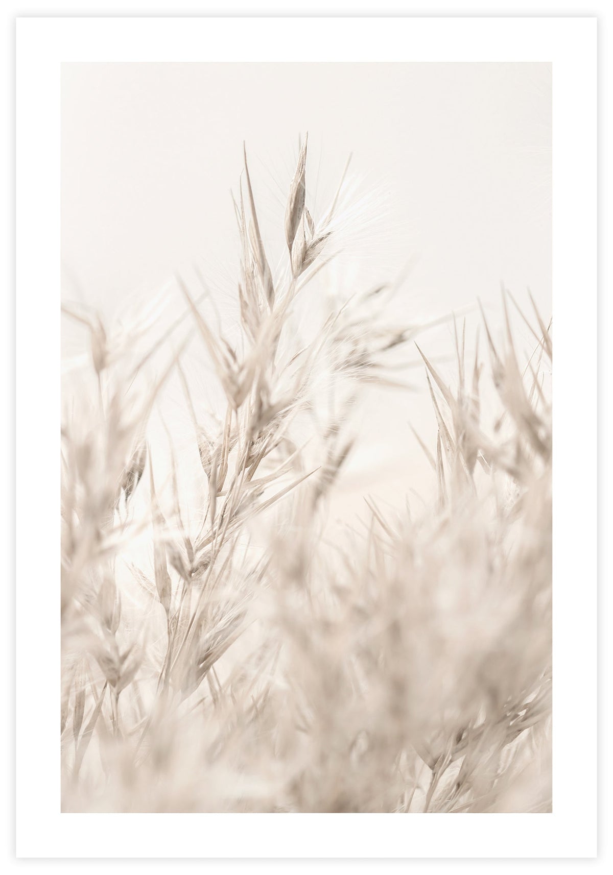 Beige Reed Poster