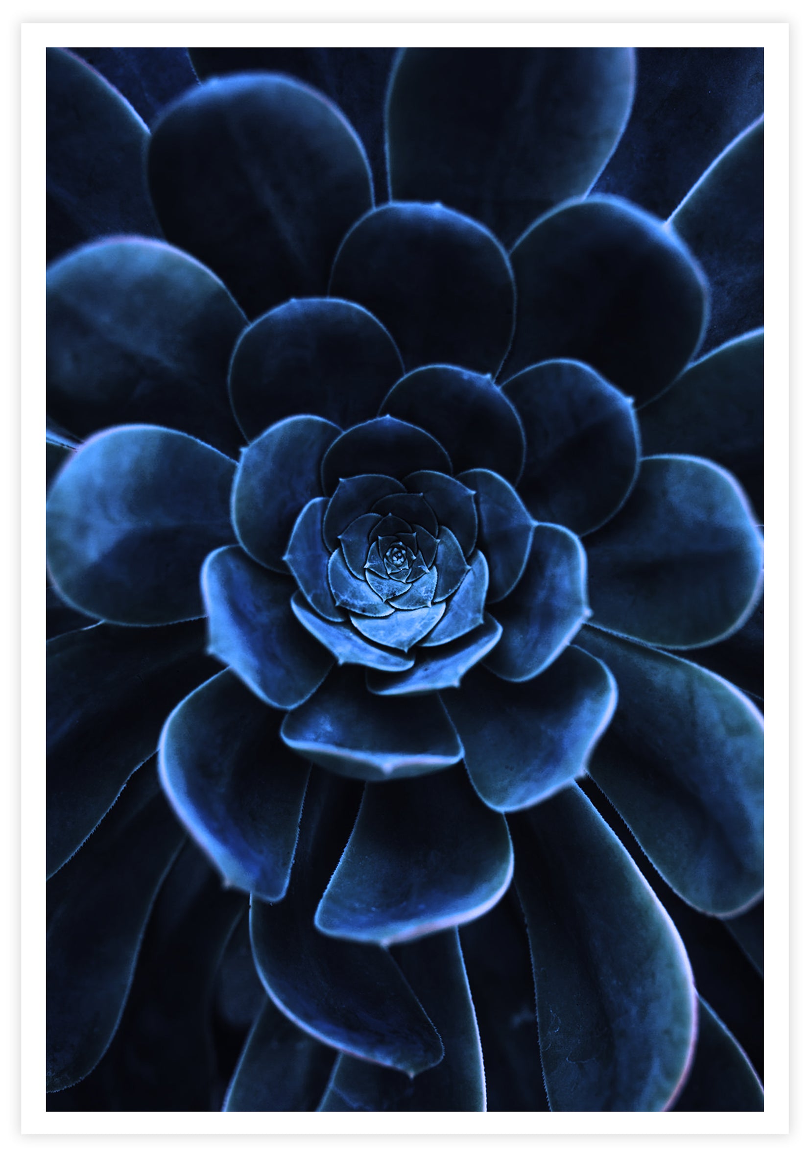 Blue Succulent Poster