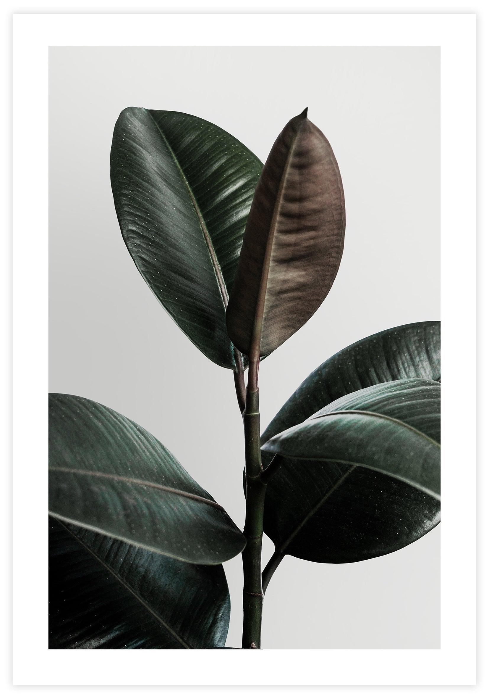 Rubber Plant 2 Poster - KAMAN