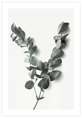 Eucalyptus Twigs 2 Poster