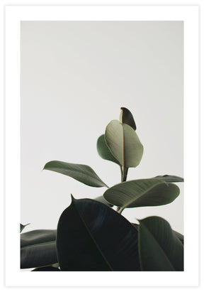 Rubber Plant 3 Poster - KAMAN