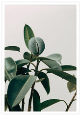 Rubber Plant Poster - KAMAN