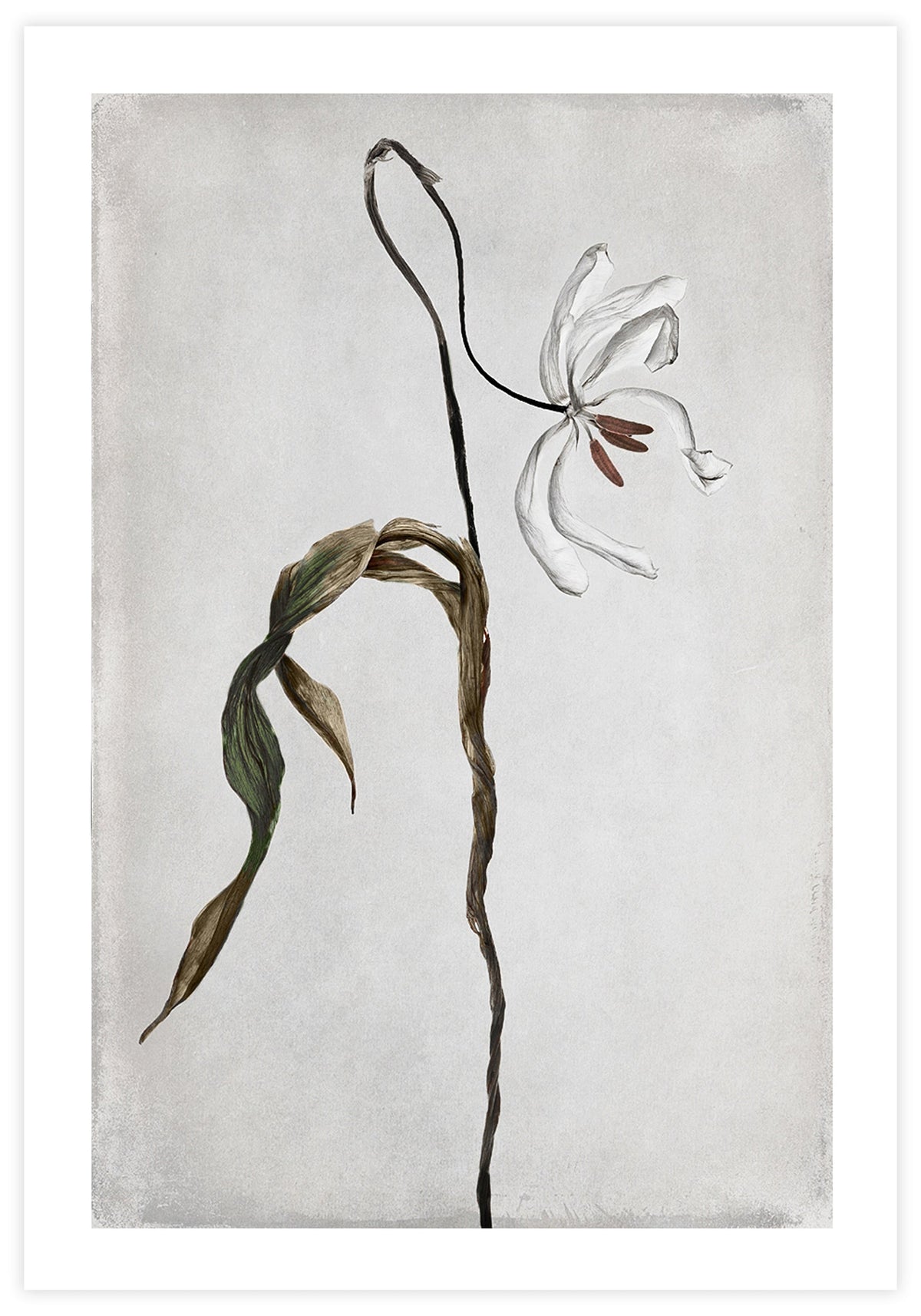 Dried Tulip 2 Poster