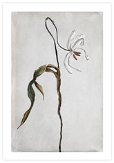 Dried Tulip 2 Poster