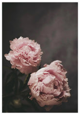 Lovely Peonies Poster