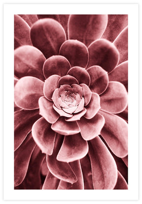 Red Succulent Poster